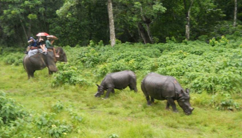 Chitwan Jungle Safari