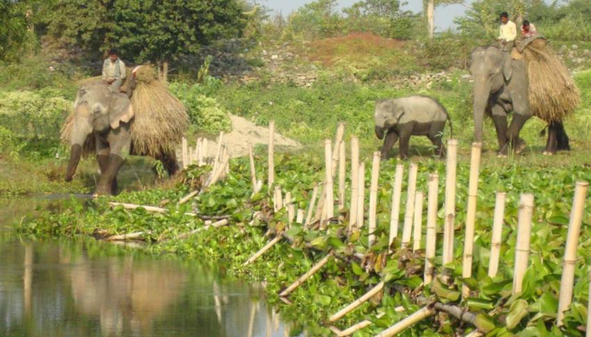 Koshi Tappu Wildlife Reserve