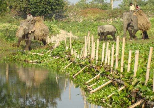 Koshi Tappu Wildlife Reserve